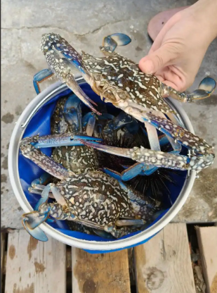 海鲜水产包装设计与鲜香海报灵感-1